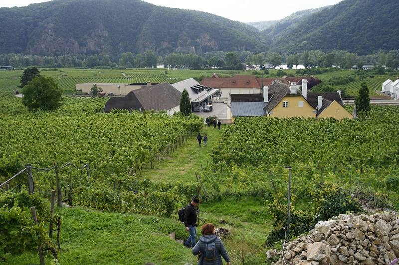 Téměř 440 hektarů vinic je spravováno členy družstva Domäne Wachau. Zdejší vinice se nacházejí na strmých terasách.