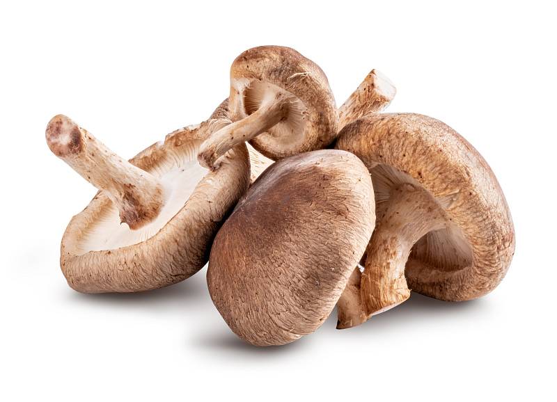 Shitake