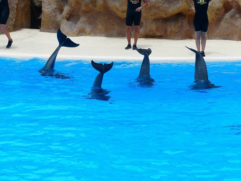 Delfín skákavý - Ilustrační foto