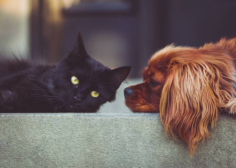 Kočka a pes. Ilustrační snímek