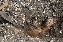 Koňská čelist nalezená na vykopávkách v Ginnerupu, Dánsko, červen 2021