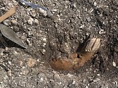 Koňská čelist nalezená na vykopávkách v Ginnerupu, Dánsko, červen 2021