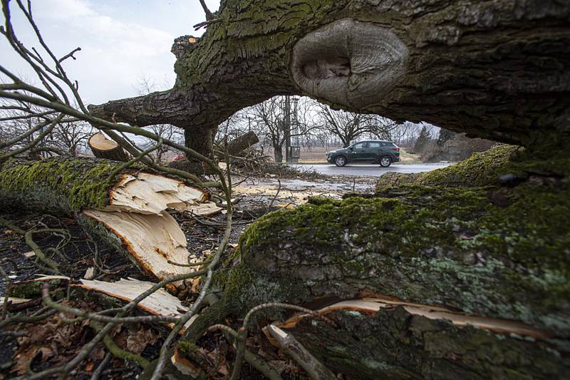 Strom spadlý na silnici kvůli silnému větru - ilustrační foto.