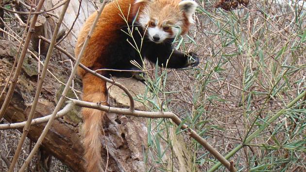 Panda červená. Ilustrační foto. 