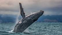 Velryby nám doslova z hlubin moří pomáhají regulovat pozemskou teplotu.