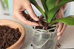 Rostliny zároveň potřebují pěstování ve speciálním substrátu, jehož základem je drcená kůra, dalším složkou bývá mech Sphagnum a kokosová vlákna.
