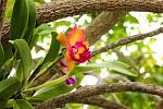 Orchidejí existuje přes 28 tisíc druhů a jsou rozšířené po celé planetě, nejvíce v tropech.