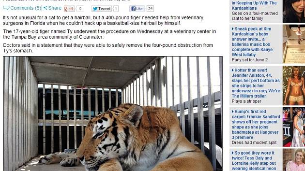 Chirurgové v USA vyoperovali z žaludku 180 kilogramů vážícího tygra obří kouli z chlupů, které se nedokázal sám zbavit. 