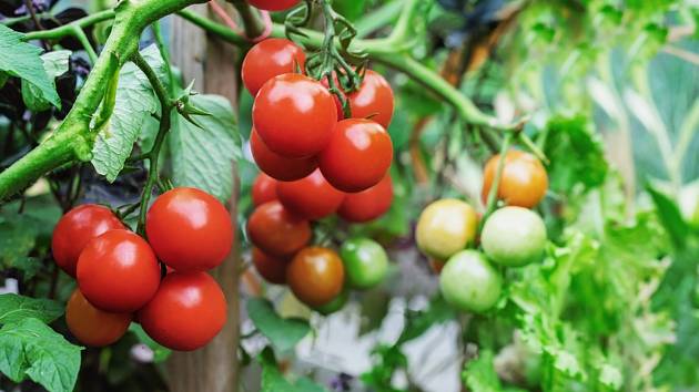 Pro bohatou úrodu voňavých domácích rajčat je potřeba dodržet pár pravidel - důkladná zálivka, přihnojování a zaštipování vedlejších výhonů k nim patří.
