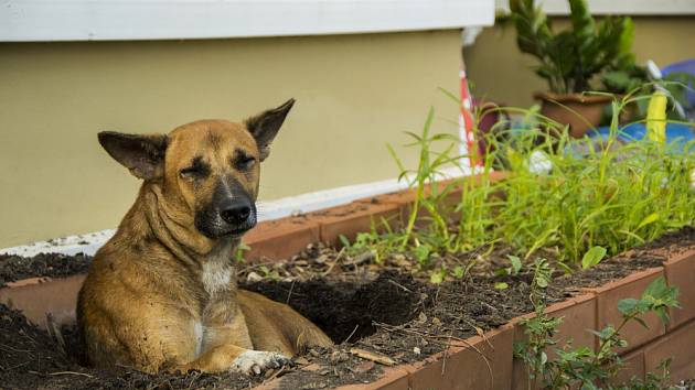 V létě si psi s oblibou kopou díry, kde si mohou lehnout, aby se ochladili