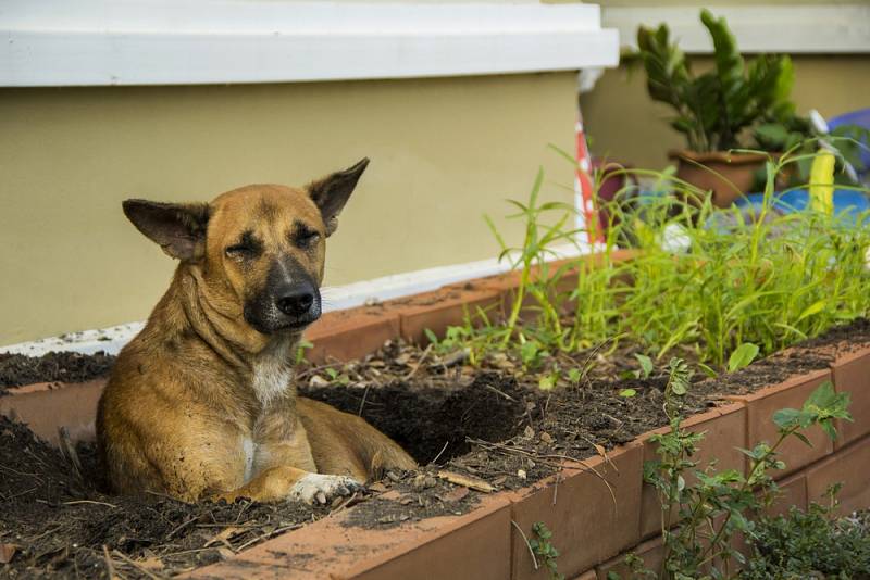 V létě si psi s oblibou kopou díry, kde si mohou lehnout, aby se ochladili