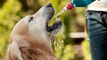 Psovi tak nestačí napít se až doma, majitel by s sebou vždy měl mít dostatek čerstvé vody a přenosnou misku. To platí také při cestování