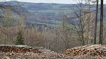 Těžba dřeva kvůli kůrovci. Ilustrační foto.