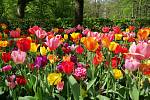 Pokud chcete mít na jaře krásnou zahradu plnou rozkvetlých tulipánů, je třeba je zasadit již na podzim.
