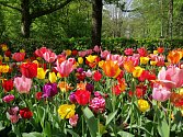 Pokud chcete mít na jaře krásnou zahradu plnou rozkvetlých tulipánů, je třeba je zasadit již na podzim.