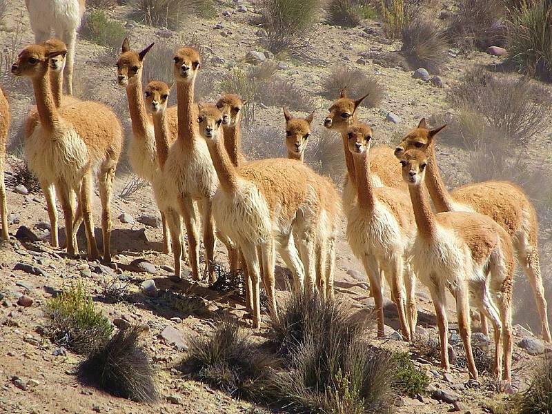 Skupina divokých vicun v Peru. Tato zvířata žijící ve vysokých Andách tvořila v pravěku důležitou součást jídelníčku tehdejších lidí