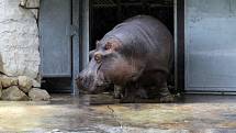 Zoo Praha poprvé vypustila hrochy do nového venkovního výběhu. 