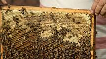 Jarní péče o včelstva v expozici brněnské zoo. Augustin Uváčik přidával do úlů nástavky.
