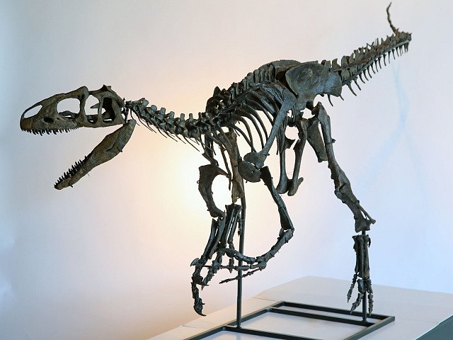 Kostra vzácného druhu dinosaura, která byla nalezena v americkém státě Wyoming, půjde v Británii v listopadu do dražby. 