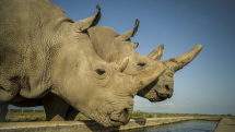 Veterináři odebrali vajíčka ohroženým nosorožcům, pomáhali i Češi