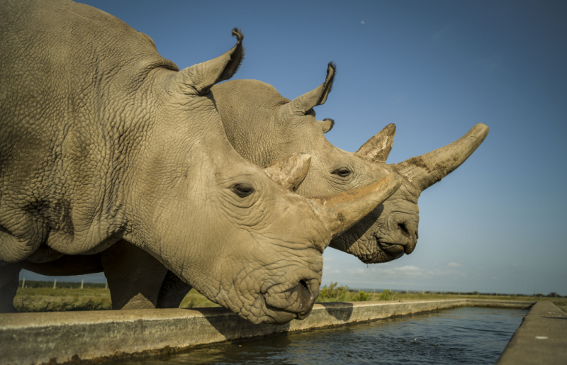 Veterináři odebrali vajíčka ohroženým nosorožcům, pomáhali i Češi