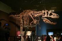 Tyrannosaurus Scotty, dosud největší objevený terapod na světě, na výstavě v Tokiu