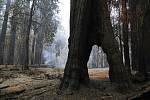 Sekvoje během požáru v kalifornském přírodním park Big Basin