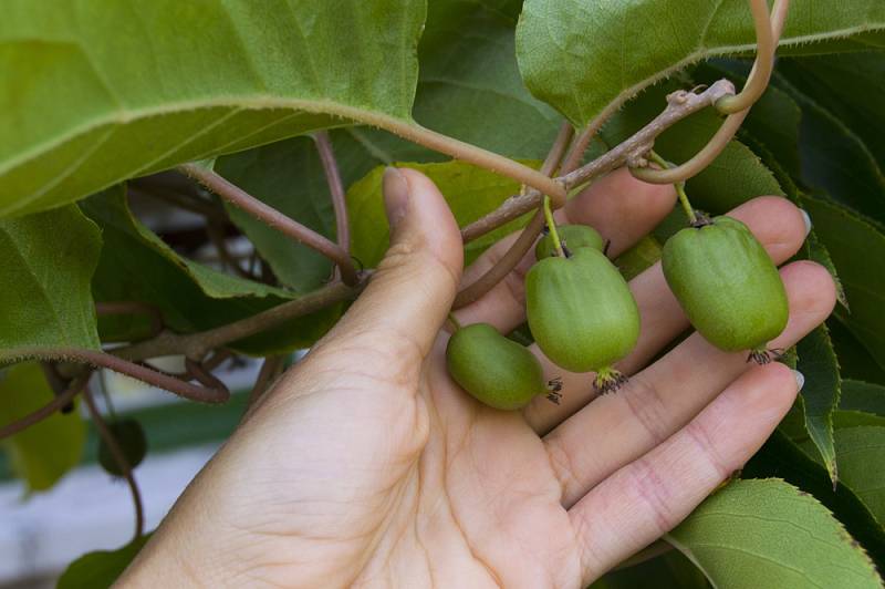 Actinidia arguta