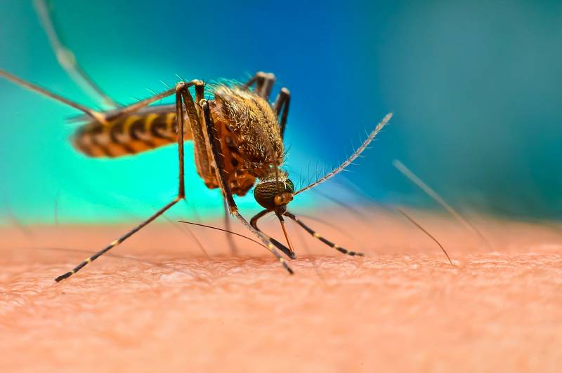 Pokud by se podařilo tento otravný hmyz zastavit, Světová zdravotnická organizace tvrdí, že by to ročně zachránilo kolem půl milionu životů.