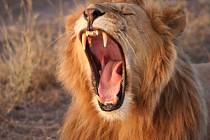 Zívání je podle nového výzkumu pro lvy velmi důležité. Takzvané nakažlivé zívání jim totiž zřejmě pomáhá koordinovat pohyb skupiny.