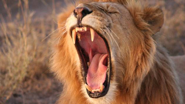 Zívání je podle nového výzkumu pro lvy velmi důležité. Takzvané nakažlivé zívání jim totiž zřejmě pomáhá koordinovat pohyb skupiny.