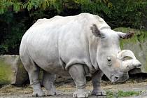 Nosorožec bílý. Ilustrační foto.