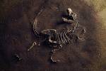 Archeologové díky fosiliím získávají cenné informace z doby dinosaurů. Nejedna se jen o kostry, ale také o zkamenělé výkaly či zvratky.