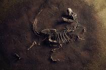 Archeologové díky fosiliím získávají cenné informace z doby dinosaurů. Nejedna se jen o kostry, ale také o zkamenělé výkaly či zvratky.