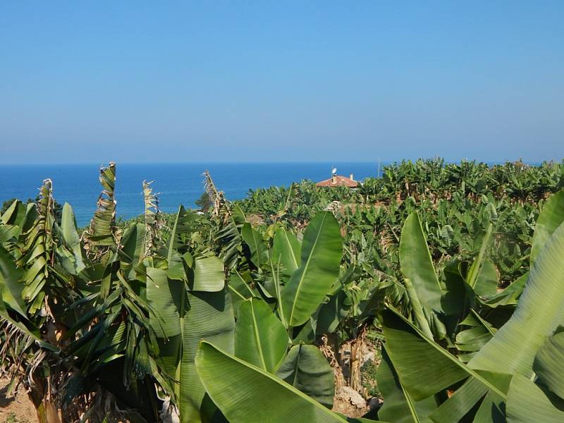 Alanya: sad banánovníků