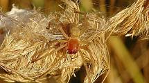 Zápřednice jedovatá patří mezi jedovaté pavouky, kteří se z tropických oblastí rozšířili i na Slovácko.