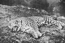 Rekordmanem mezi lidožravými levharty indickými se stal velký samec známý jako levhart z Panaru. Jim Corbett ho nakonec ulovil v roce 1910