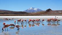 Plameňáci poblíž solné pláně Salar de Uyuni