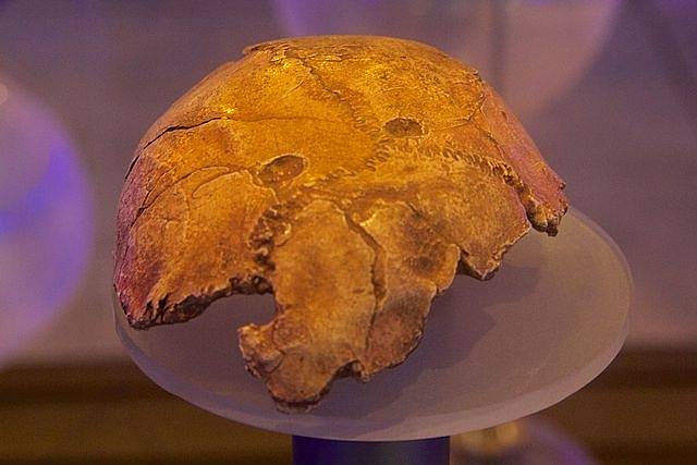 Lebka juvenilního jedince rodu Paranthropus robustus