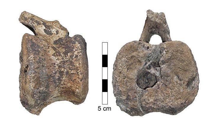 Obratle hadrosaura poznamenané nádorovou lézí