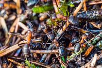 V přírodě mraveniště chráníme, doma je však nikdo nechce.