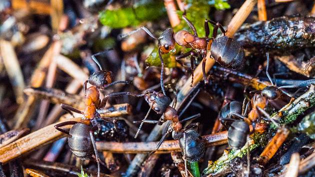 V přírodě mraveniště chráníme, doma je však nikdo nechce.