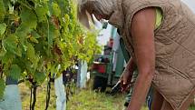 První letošní sběr hroznů pro burčák mají za sebou ve vinařství Chateau Valtice. Ve vinici u Dolních Dunajovic na Břeclavsku uzrála raná odrůda révy vinné Augustovskij