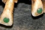 Vykládaný nefrit ve starých mayských zubech