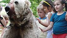 Tygr ussurijský a medvěd syrský se v pátek 11. června 2010 procházeli po zahradě školy ve Pcherách na Kladensku. Nejednalo se ovšem o žádné uprchlíky ze zoologické zahrady, nýbrž o ochočené šelmy, které dělají představení po celé České republice.