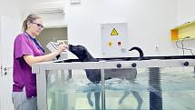 Veterinární rehabilitační klinika Jaggy v Praze.