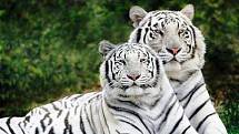 Liberecká ZOO se může chlubit také vzácnými bílými tygry.