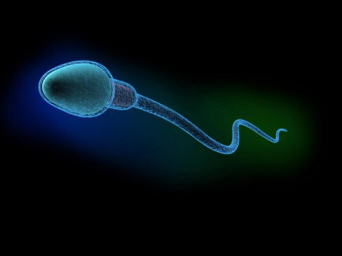 Spermie. Ilustrační foto