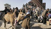 Palestinci nakupují v Egyptě velbloudy...
