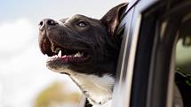 Pes v autě - Ilustrační foto